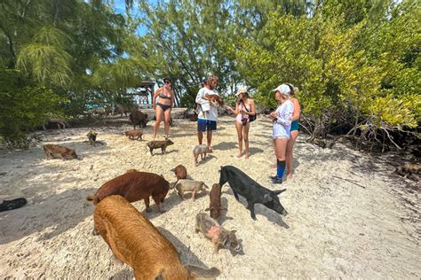 Swimming with the pigs in Eleuthera ! – Best of Eleuthera